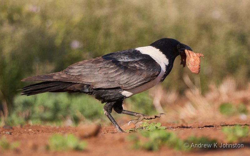 250617_G9ii_1053332.jpg - Pied crow, Scavenger Hide, Zaminga