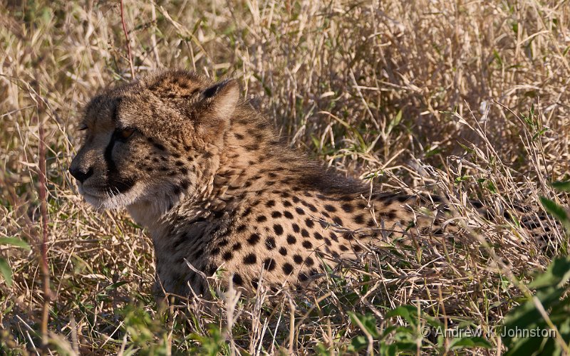 250618_G9ii_1054649.jpg - Female cheetah, Zaminga