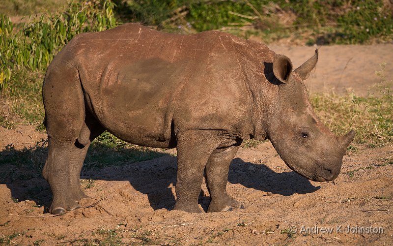 250618_G9ii_1054765.jpg - Baby Rhino, Zaminga