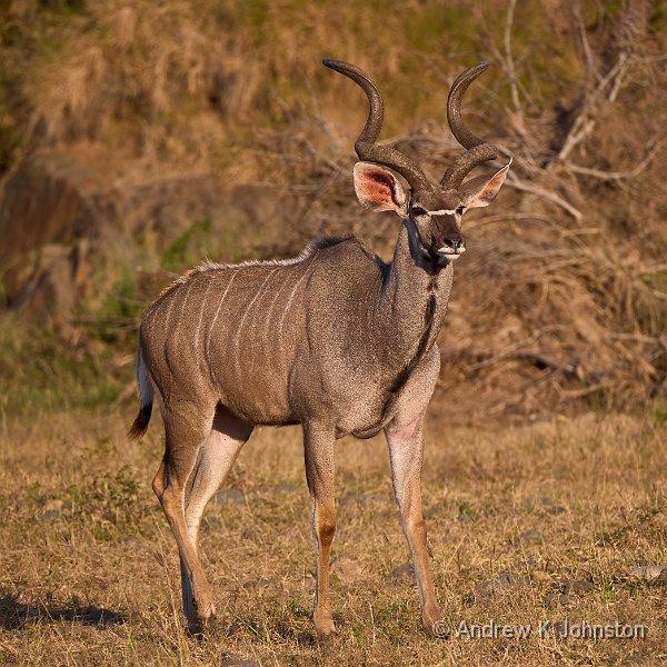 250618_G9ii_1064818.jpg - Impala, Zaminga
