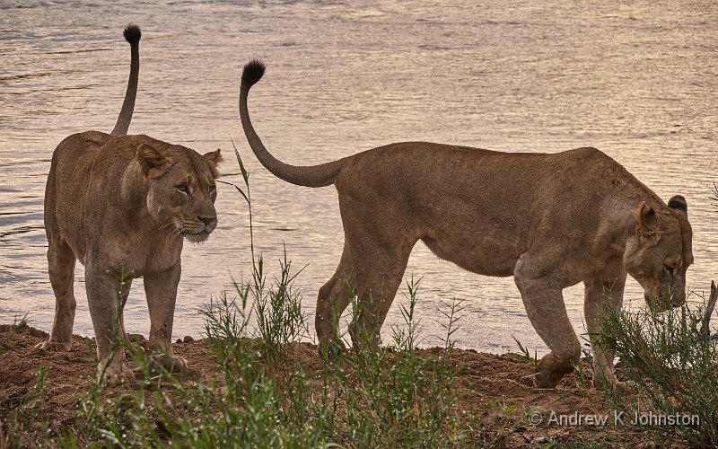 250619_G9ii_1064957.jpg - Lionesses, Zaminga
