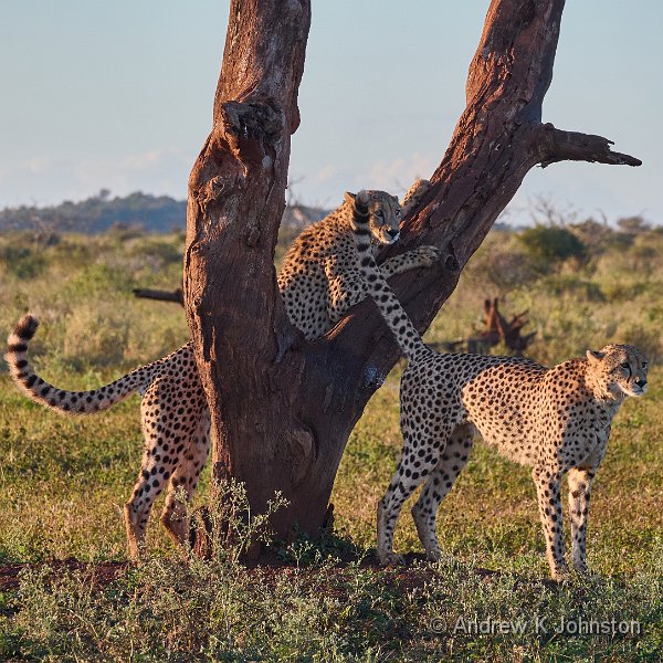 250612_G9ii_1030019.jpg - Cheetahs playing, Zaminga