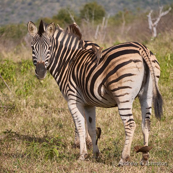250615_G9ii_1042059.jpg - The tail piece, Zaminga