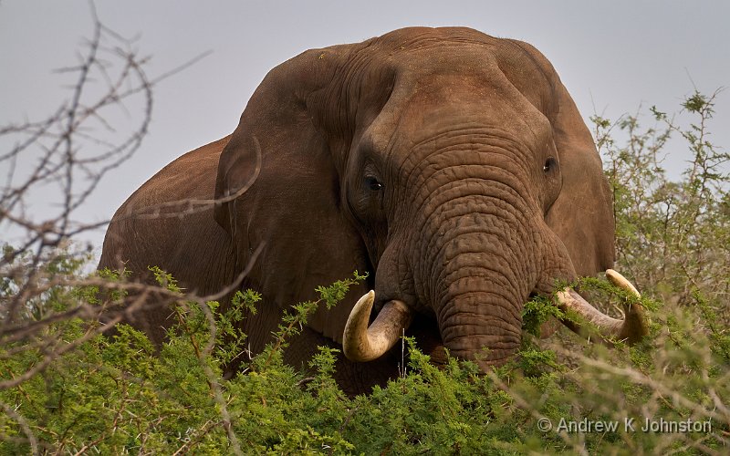 250616_G9ii_1042425.jpg - Elephant, eating, Zaminga