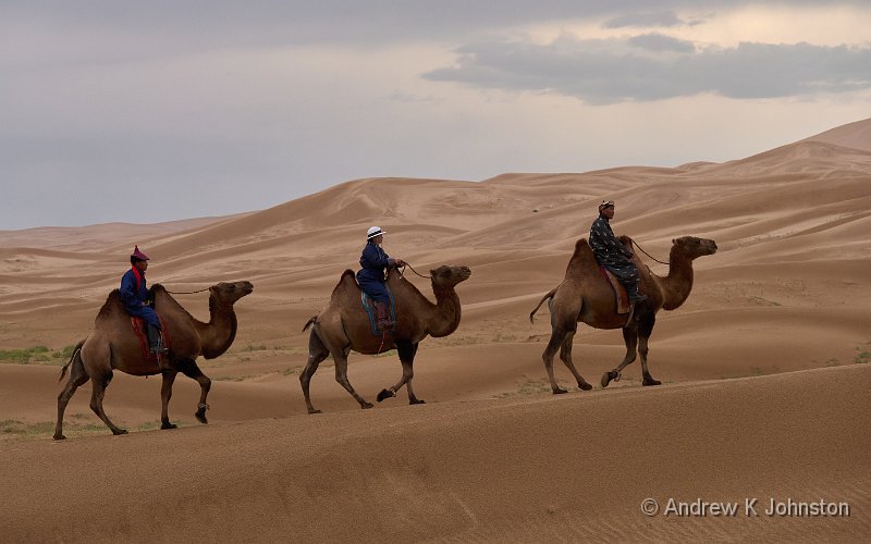 250726_G9ii_1065231.jpg - Camels on the Khongor Dunes