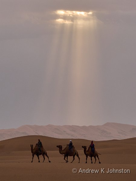 250726_G9ii_1065268.jpg - Camels on the Khongor Dunes